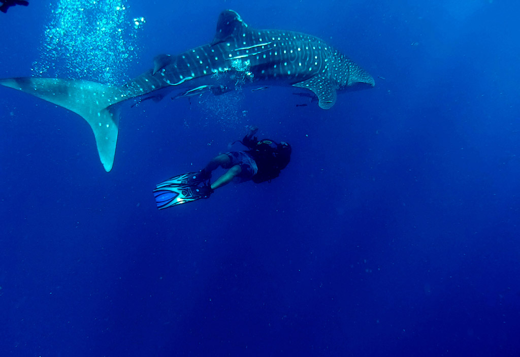 Whale Shark