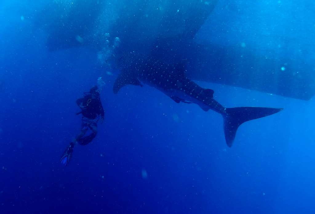 Whale Shark